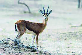 Wildlife crimes: 5 convictions given in less than 7 months by Alipurduar court