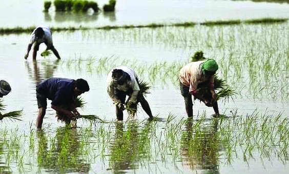 Central teams deputed to 5 states to assess crop damage due to heavy rains & floods Central teams deputed to 5 states to assess crop damage due to heavy rains & floods