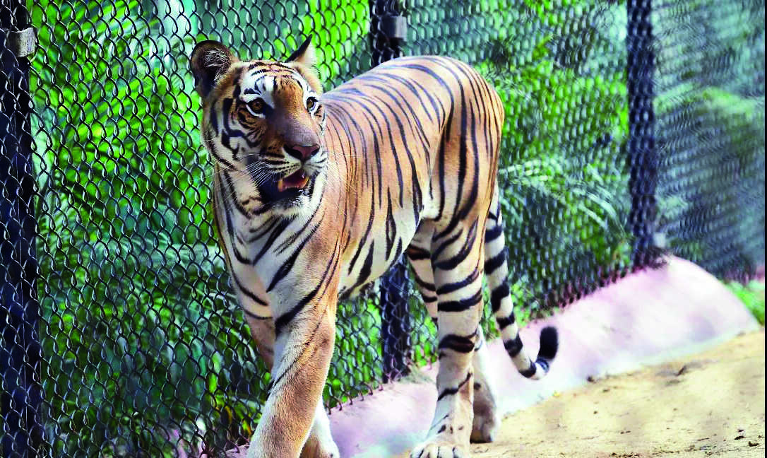 Zoos to hold various prog on International Tiger Day Zoos to hold various prog on International Tiger Day