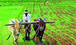 On average, each farmer family has outstanding loan of Rs 74,121