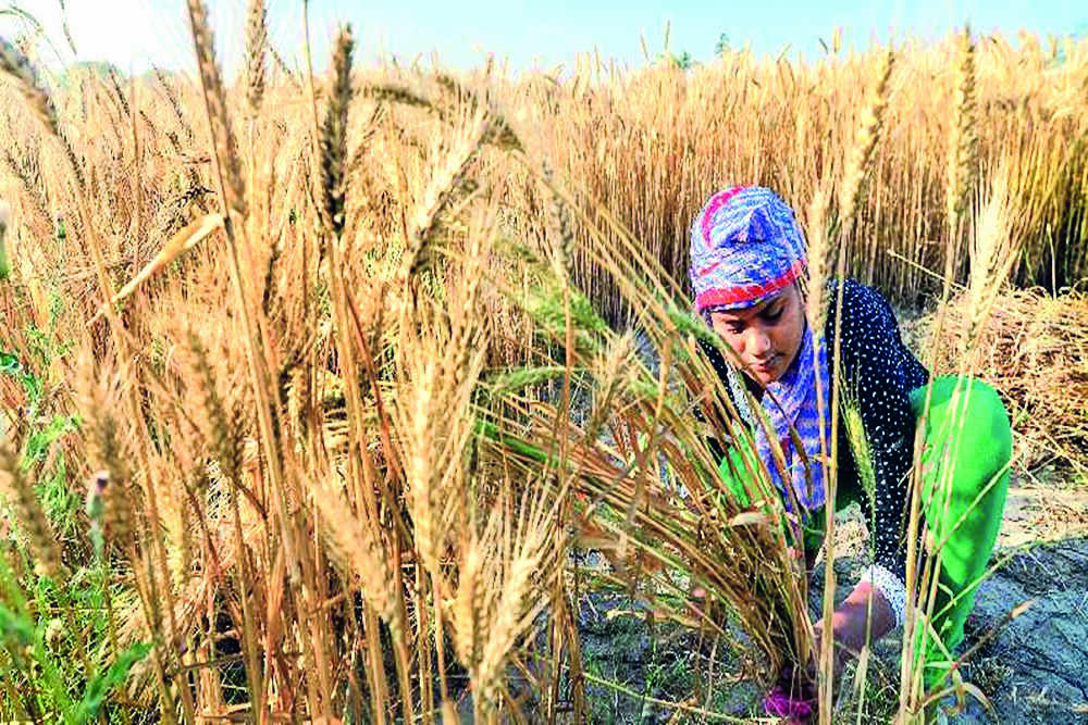Govt forms panel to look into ways to strengthen MSP system Govt forms panel to look into ways to strengthen MSP system