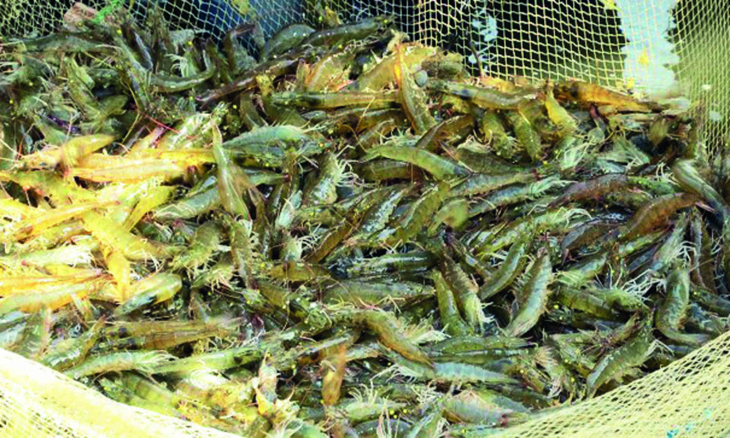 State bans use of 20 antibiotics, other substances for shrimp aquaculture