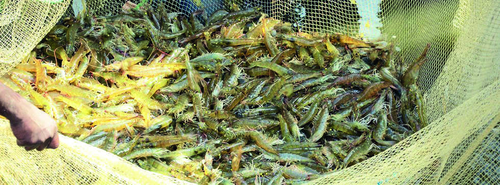 State bans use of 20 antibiotics, other substances for shrimp aquaculture