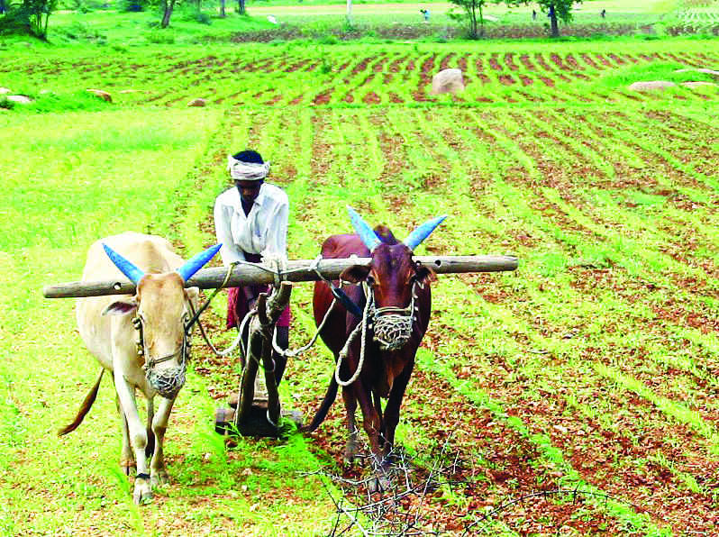 Kharif paddy sowing down 12.39% so far, says govt data Kharif paddy sowing down 12.39% so far, says govt data