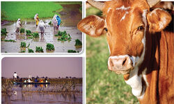 Democratised route to curbing emissions Democratised route to curbing emissions