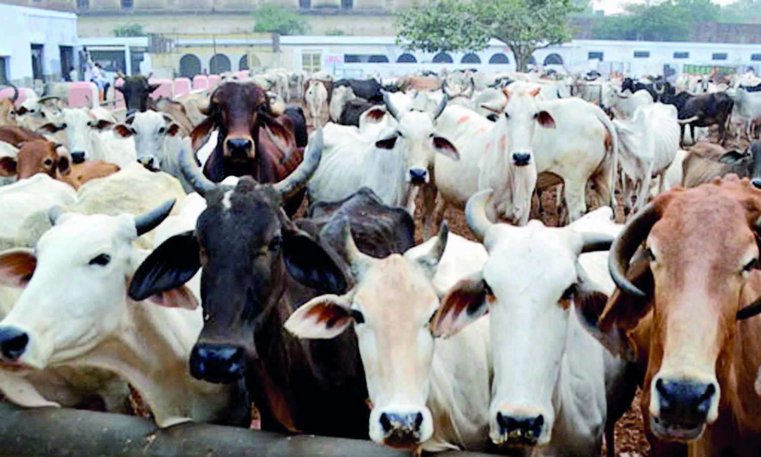Disease spreads to over 8 states/UTs; 7,300 animals dead so far