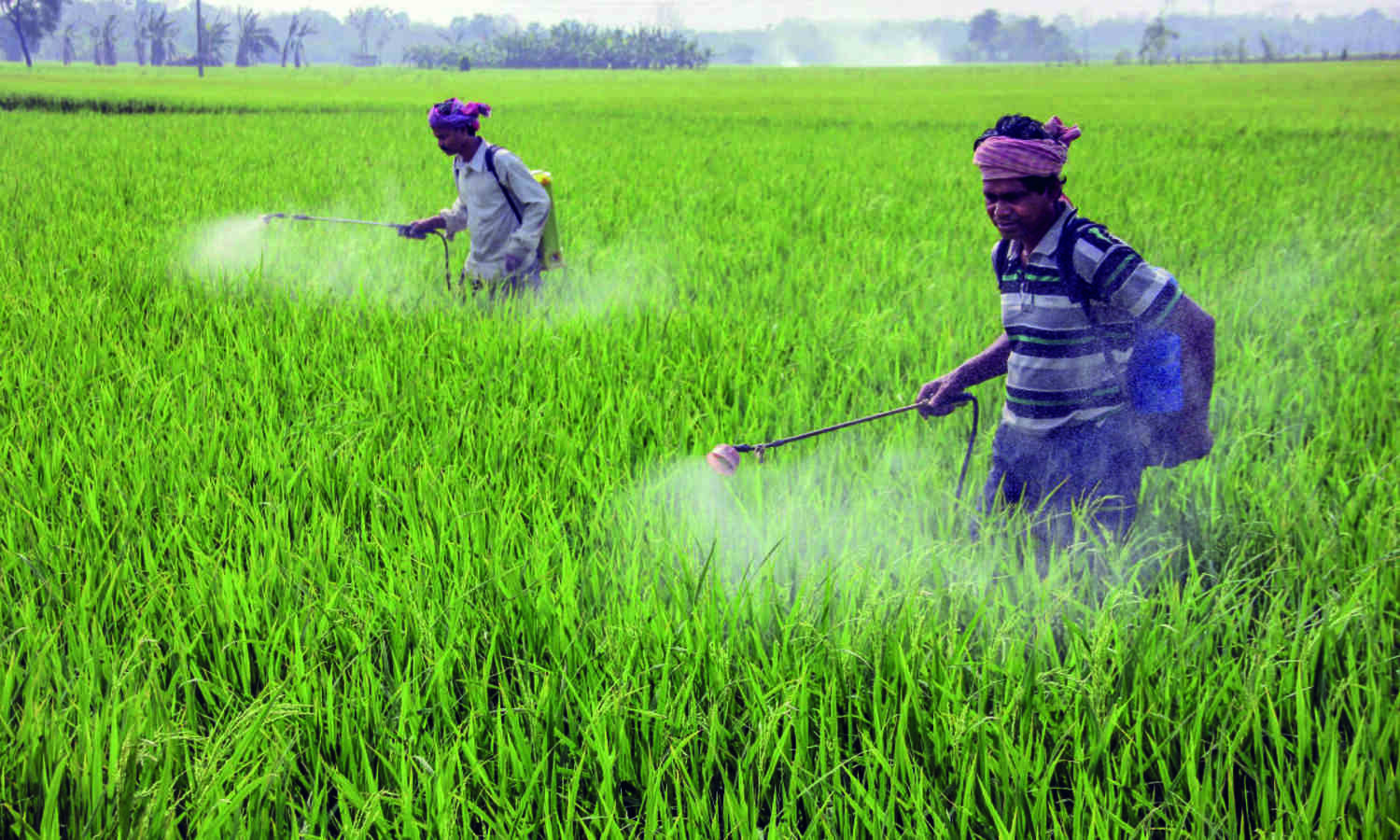 Paddy sowing continues to lag, acreage down by 8.25% till Aug 18