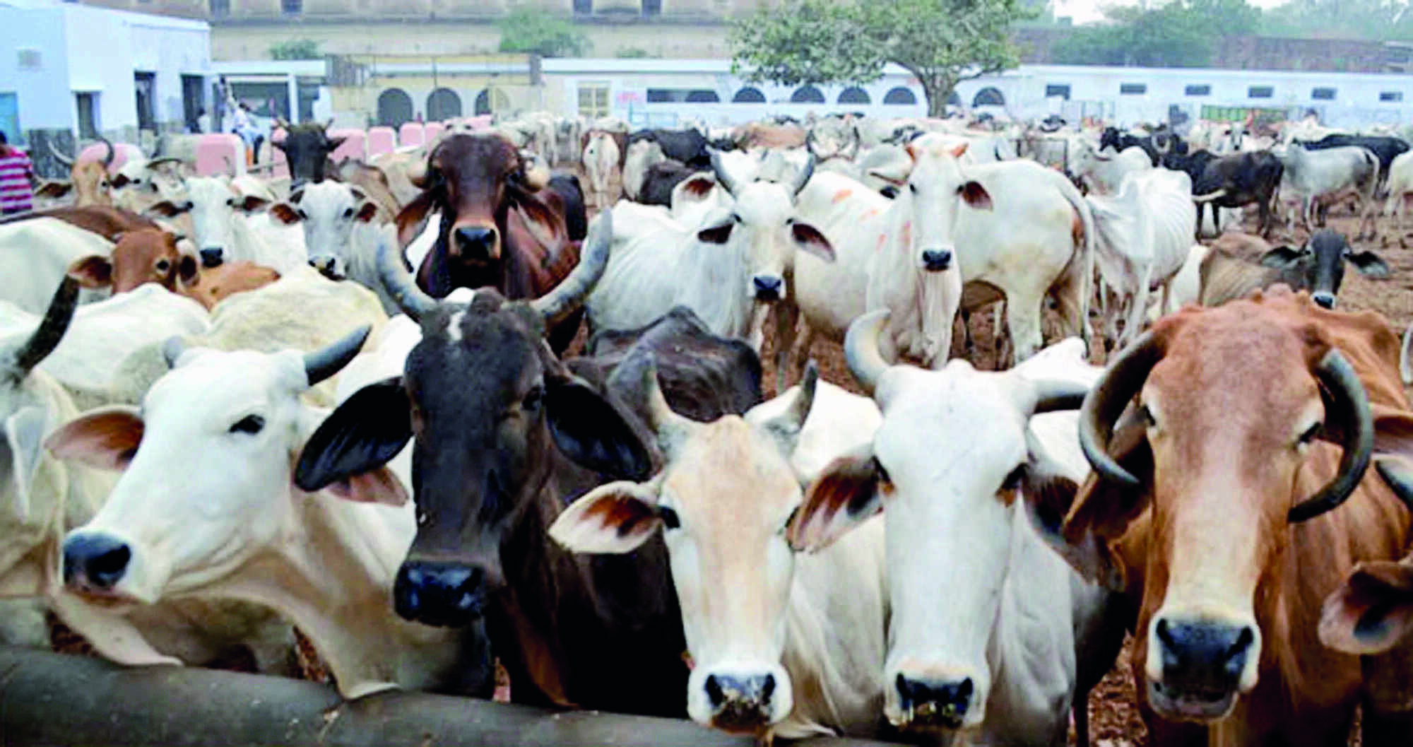 Disease spreads to over 8 states/UTs; 7,300 animals dead so far