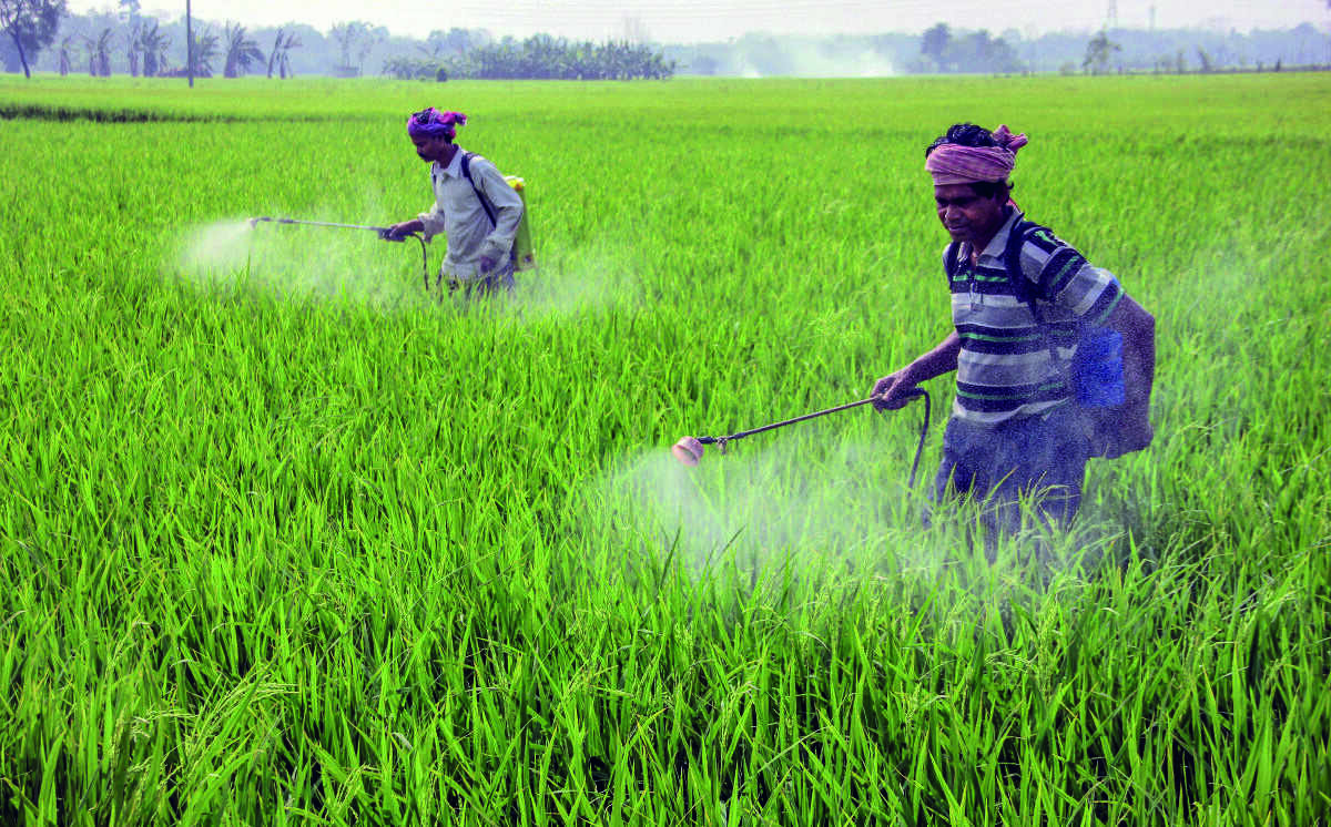 Paddy sowing continues to lag, acreage down by 8.25% till Aug 18