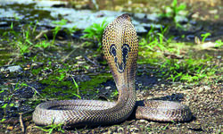 ICMR task force takes up study on snakebite incidences in India