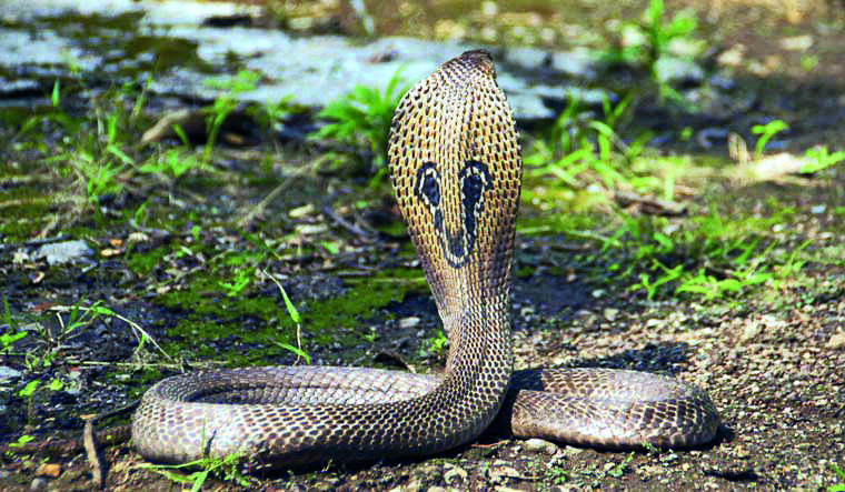 ICMR task force takes up study on snakebite incidences in India