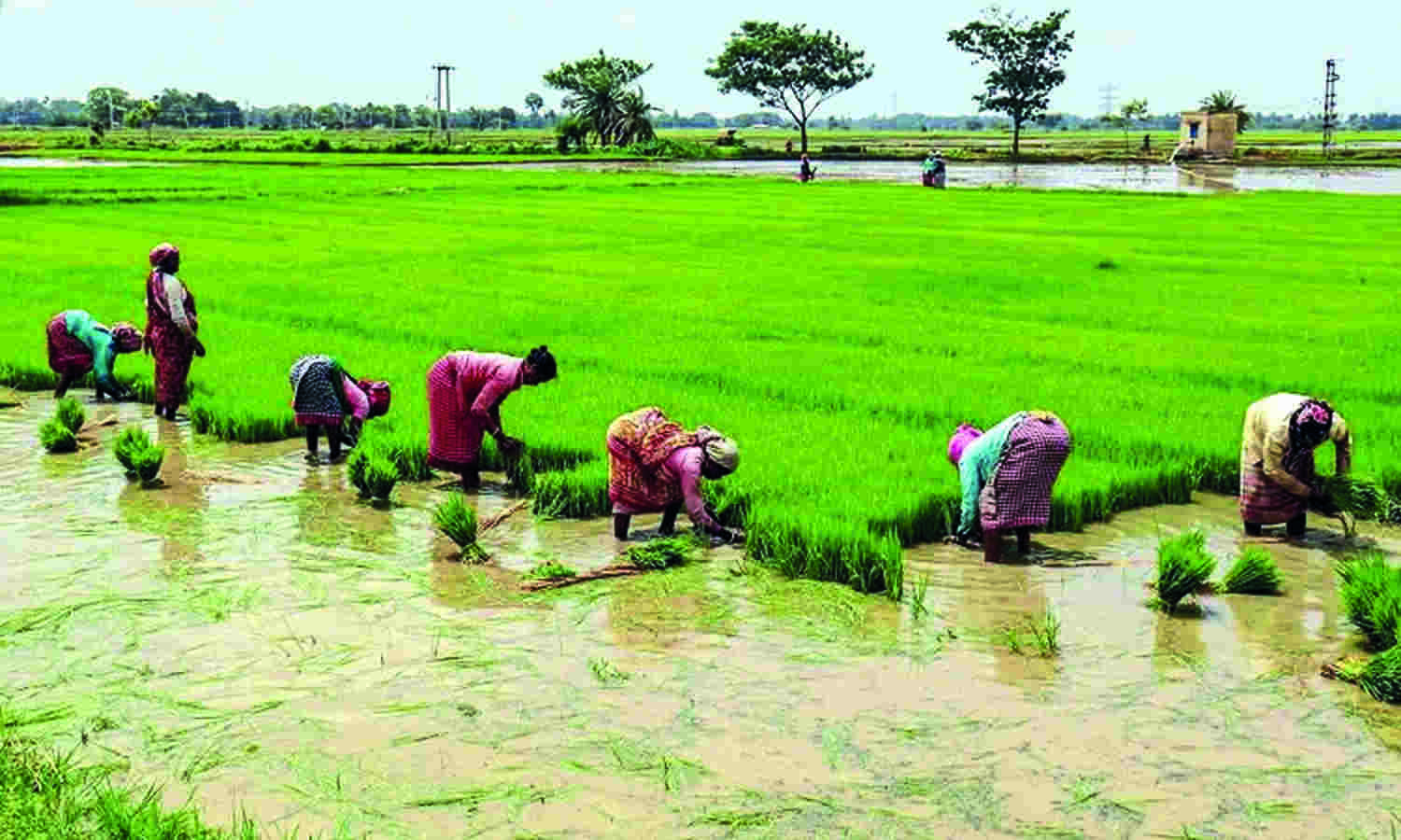 Centre has no plans as of now to curb export of rice: Source