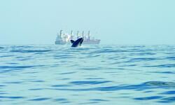 Missed opportunity Missed opportunity