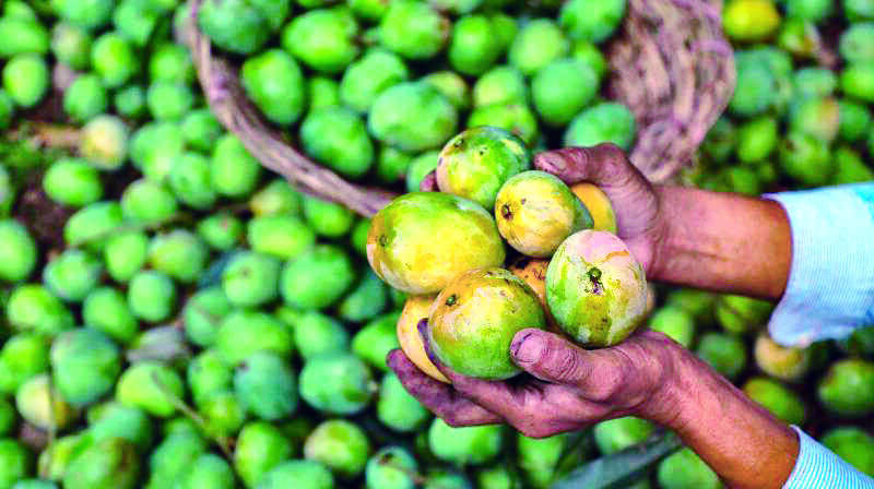 State government identifies land for setting up mango museum in Murshidabad State government identifies land for setting up mango museum in Murshidabad