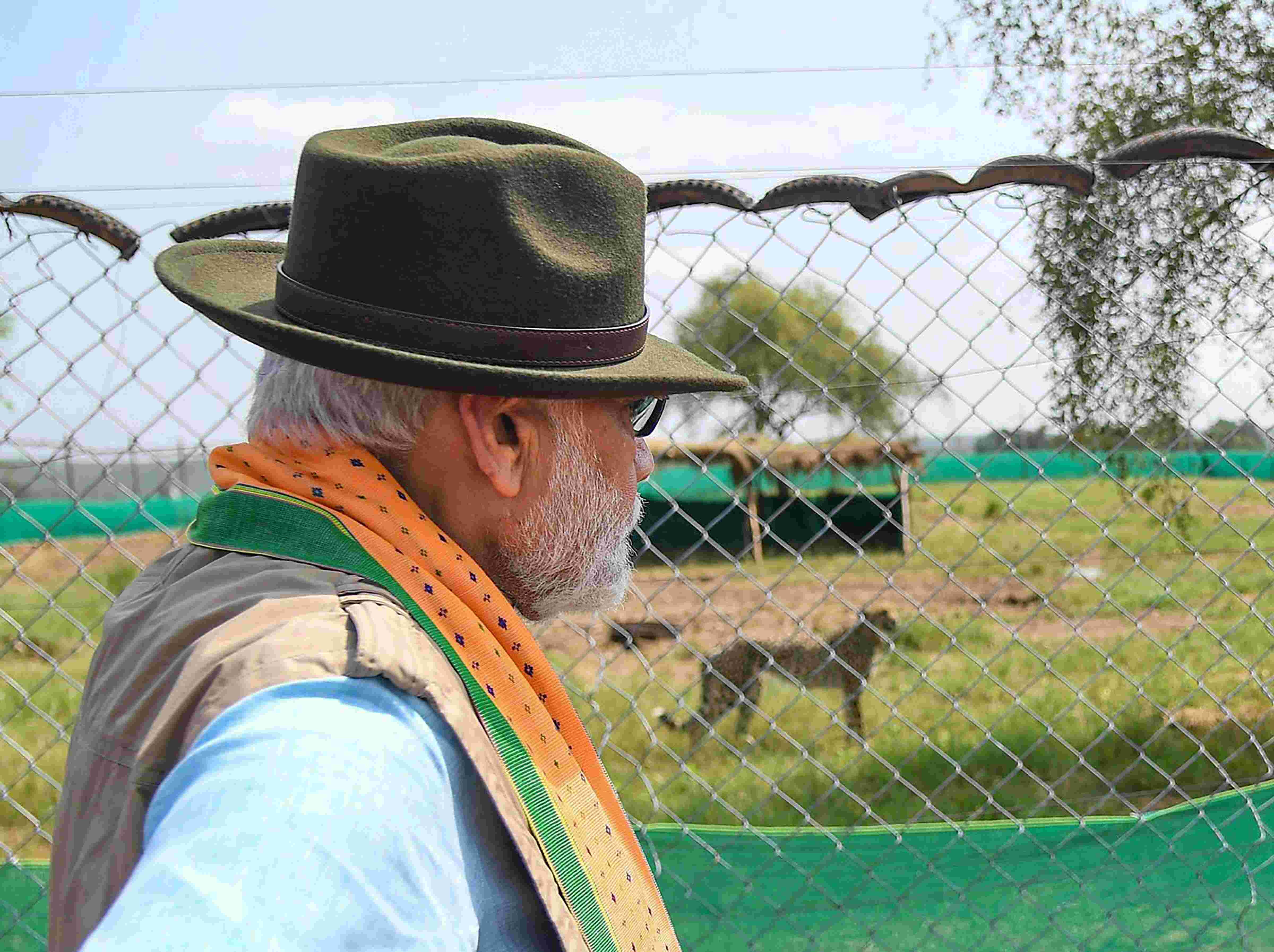 Kuno National Park has adequate space, prey base to house 20 to 25 cheetahs: MP forest officer