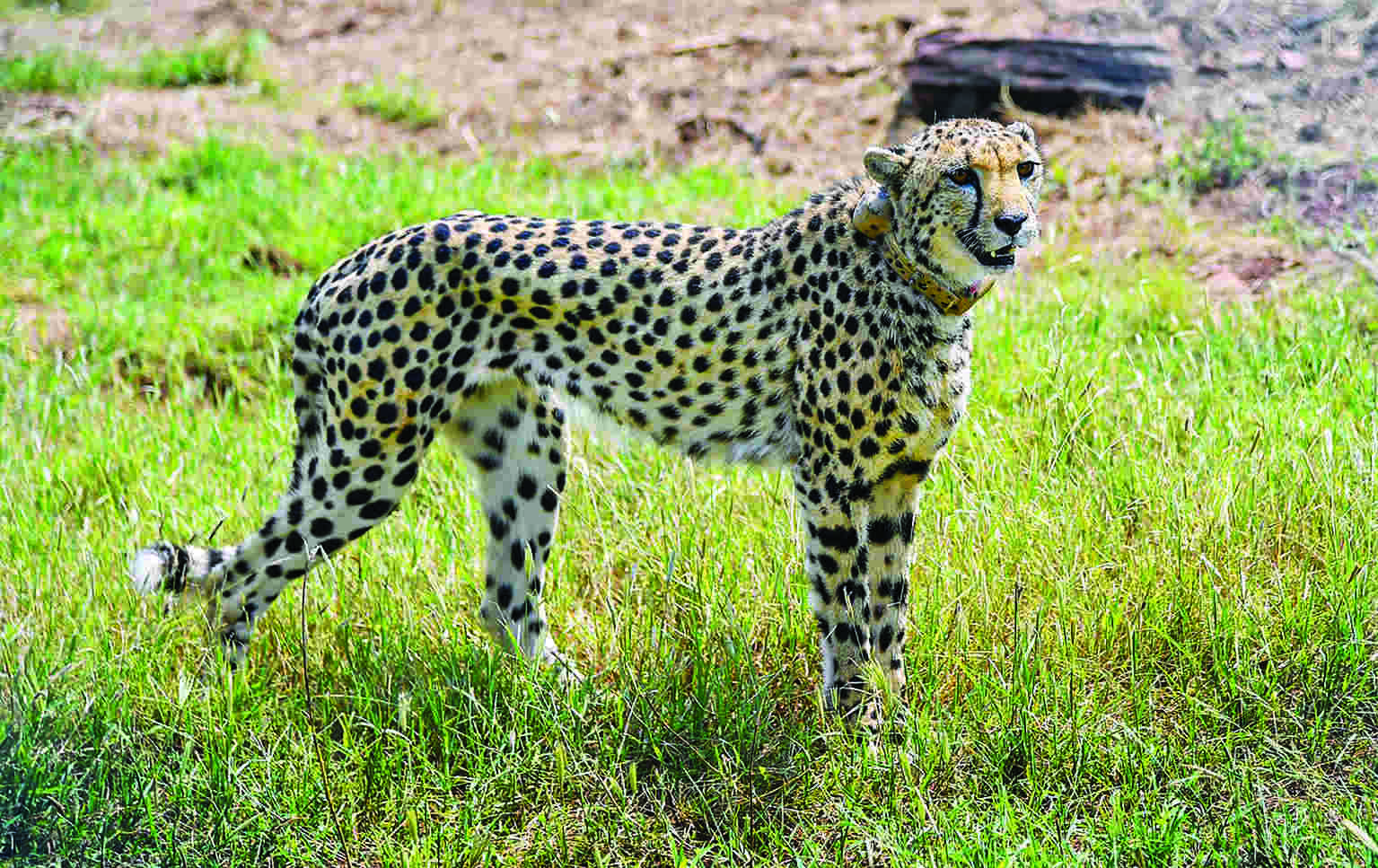 India to get more Cheetahs over the years India to get more Cheetahs over the years