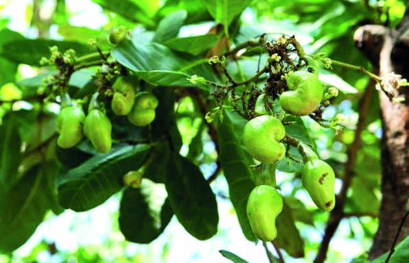 State mulls to start cashew cultivation in South 24-Pgns; pilot project likely to be taken up soon State mulls to start cashew cultivation in South 24-Pgns; pilot project likely to be taken up soon
