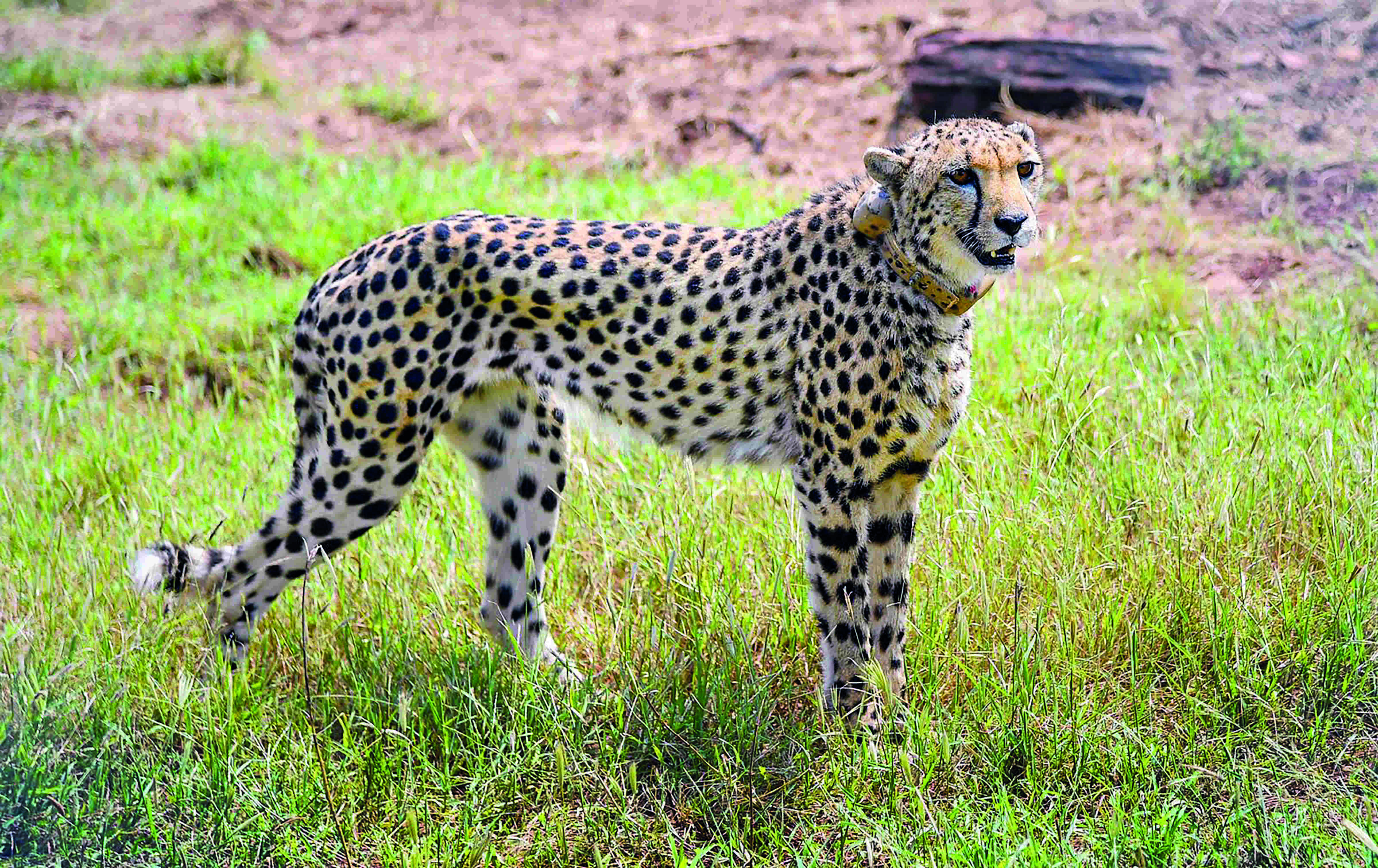 Cheetahs savour their first meal in India, appear playful