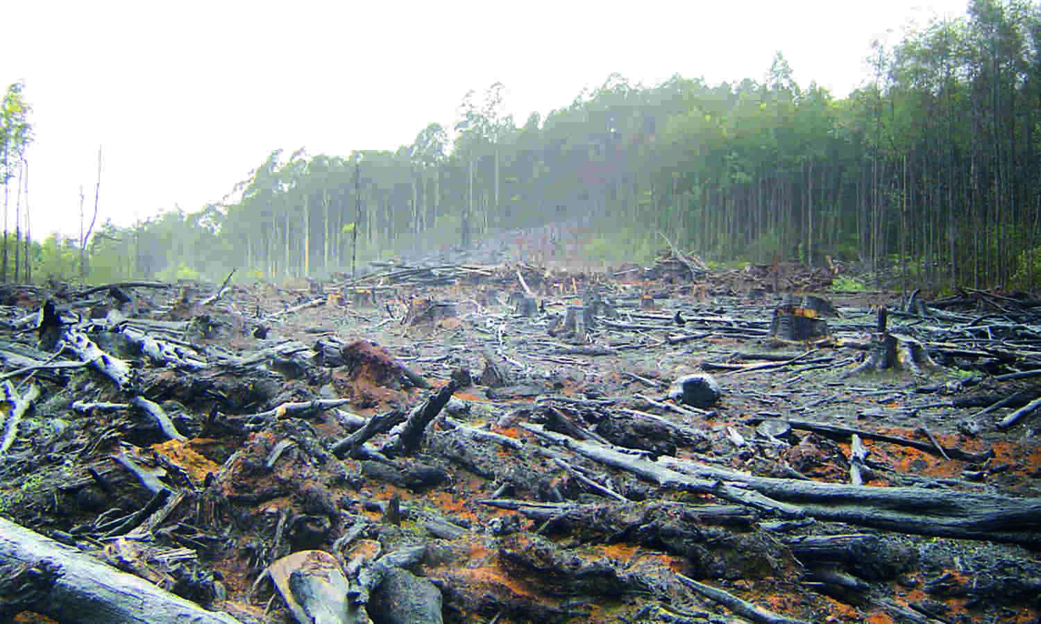CO2 emissions from destroyed rainforests same as what India emits annually: Study