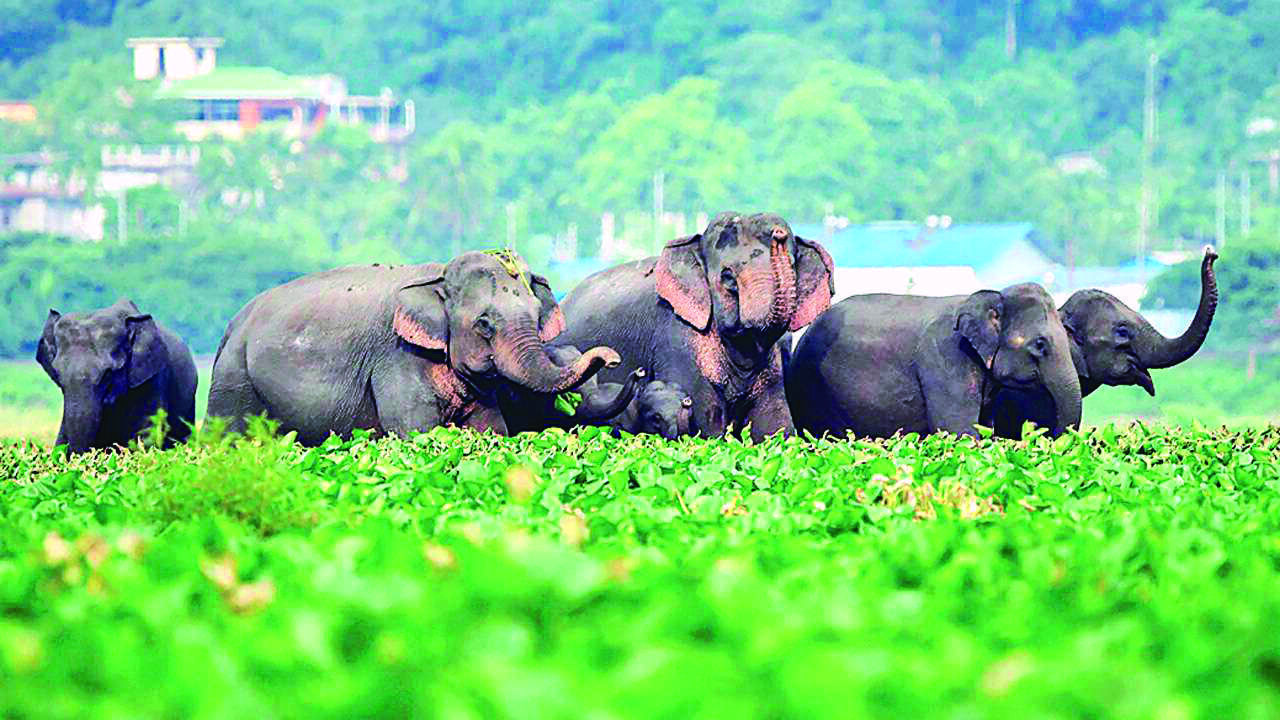 State to hire about 600 Gajamitras to check man-elephant conflict