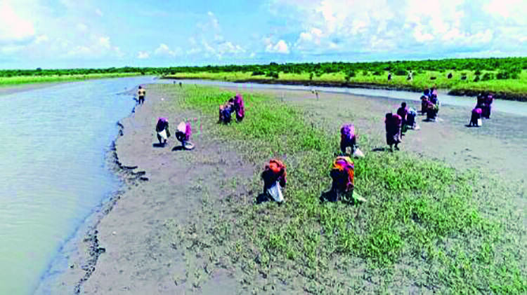 6, including 3 BJP-ruled states, adopt Bengals mangrove plantation model 6, including 3 BJP-ruled states, adopt Bengals mangrove plantation model
