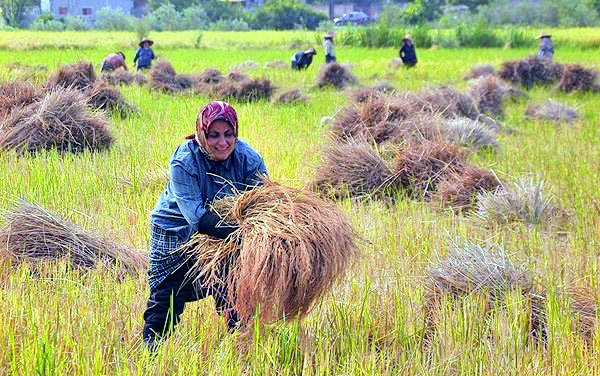 Paddy acreage down by 5.51%