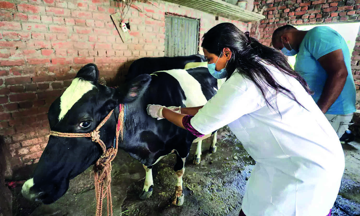 Delhi starts vax drive to curb spread of lumpy skin disease