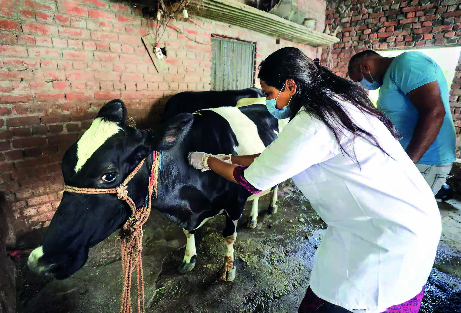 Delhi starts vax drive to curb spread of lumpy skin disease