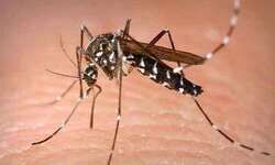 West Bengal reports 840 new dengue cases West Bengal reports 840 new dengue cases