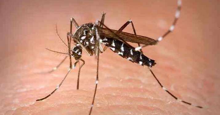 West Bengal reports 840 new dengue cases West Bengal reports 840 new dengue cases