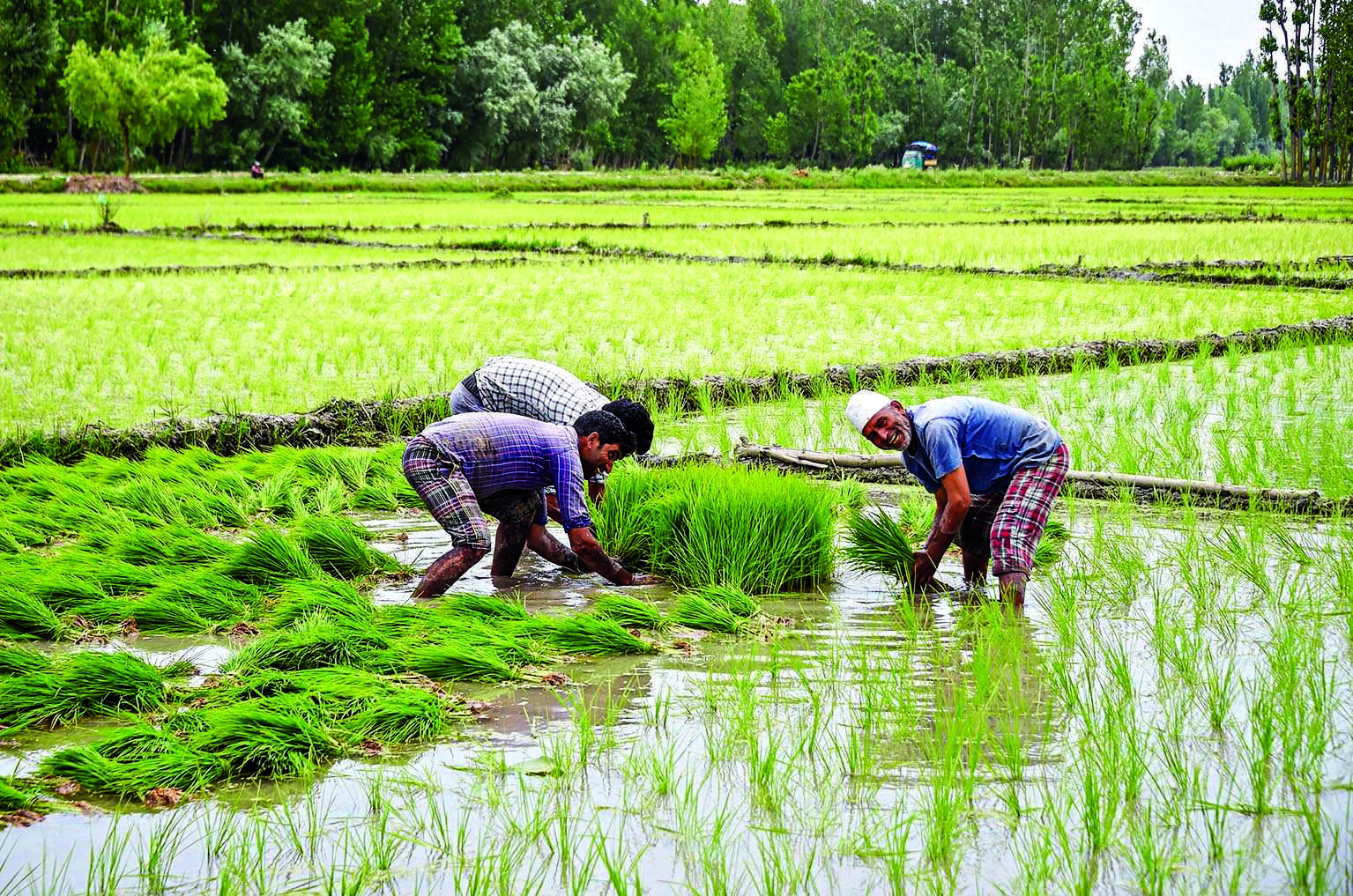 State takes up cultivation of at least 25 indigenous varieties of rice