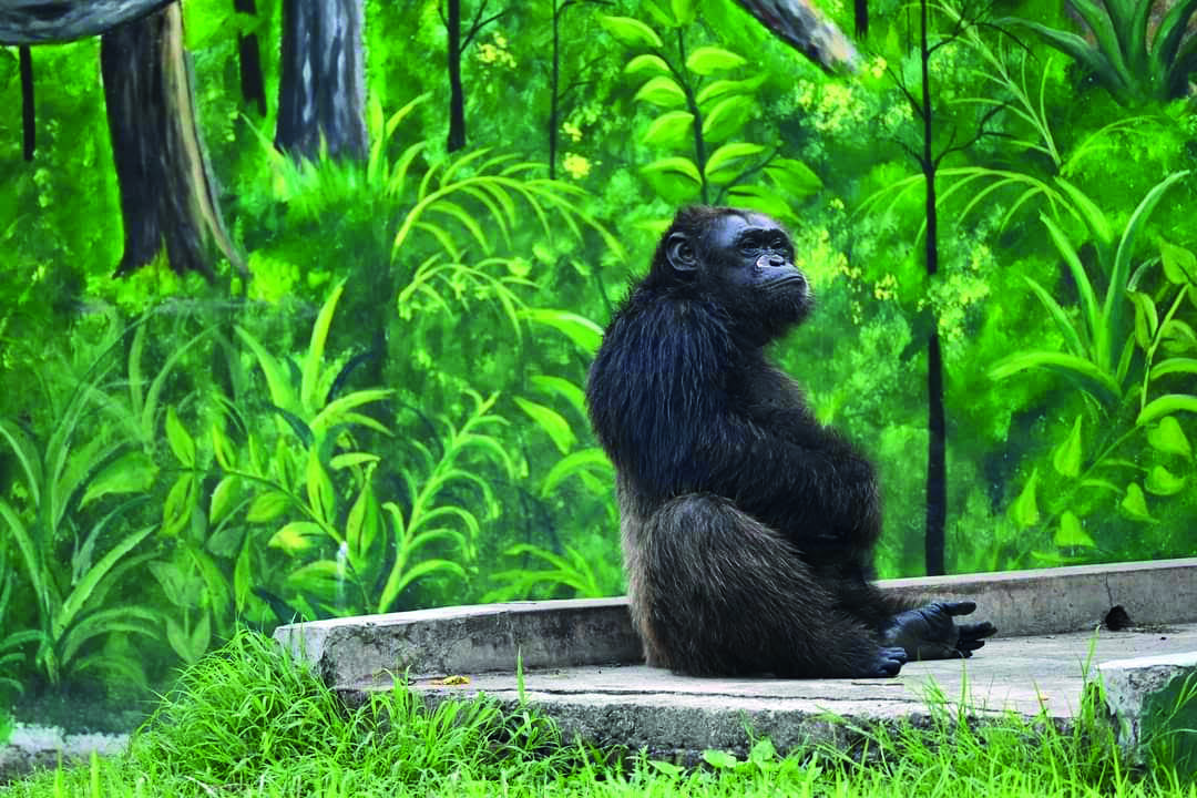 Alipore Zoo to celebrate 34th birthday of Babu, the chimpanzee, today