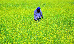 Govt okays environmental release of GM mustard Govt okays environmental release of GM mustard