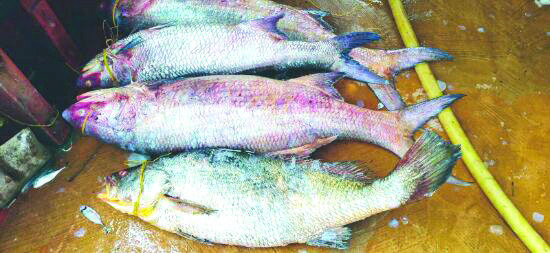 Cost of fishes, veggies & other essentials pinch pockets Cost of fishes, veggies & other essentials pinch pockets