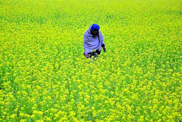 Govt okays environmental release of GM mustard Govt okays environmental release of GM mustard