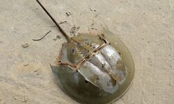 Bengals horseshoe crabs in dire need of protection