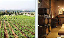 From the vineyards of Nashik From the vineyards of Nashik