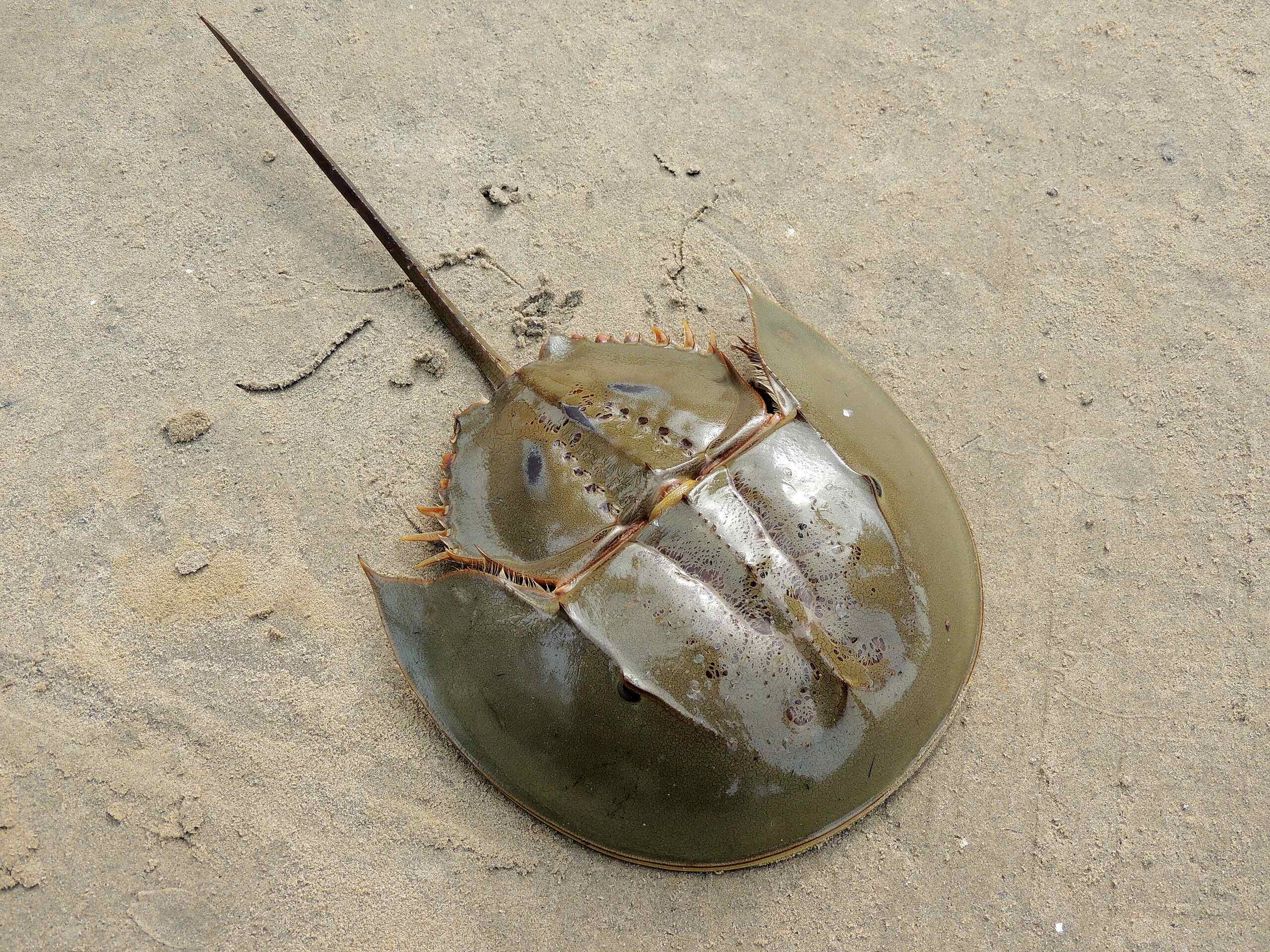 Bengals horseshoe crabs in dire need of protection