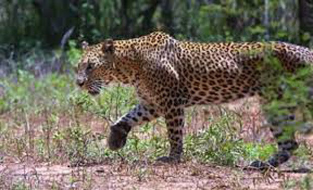 Leopard captured in Mumbais Aarey Colony; 2nd feline to be caught in 5 days Leopard captured in Mumbais Aarey Colony; 2nd feline to be caught in 5 days