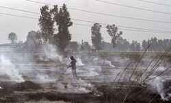 Stubble burning: Punjab govt suspends four agriculture officers for dereliction of duty