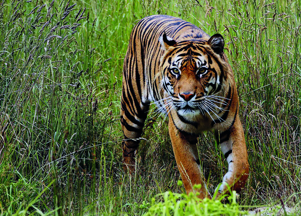 UPs Ranipur gets 53rd TR of India UPs Ranipur gets 53rd TR of India