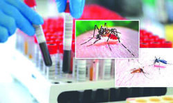 Dengue cases between 41st & 42nd week: Borough XII worst-affected Dengue cases between 41st & 42nd week: Borough XII worst-affected