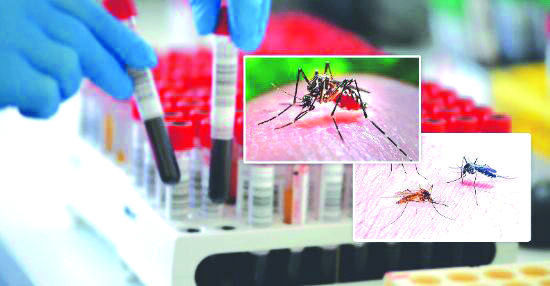 Dengue cases between 41st & 42nd week: Borough XII worst-affected Dengue cases between 41st & 42nd week: Borough XII worst-affected