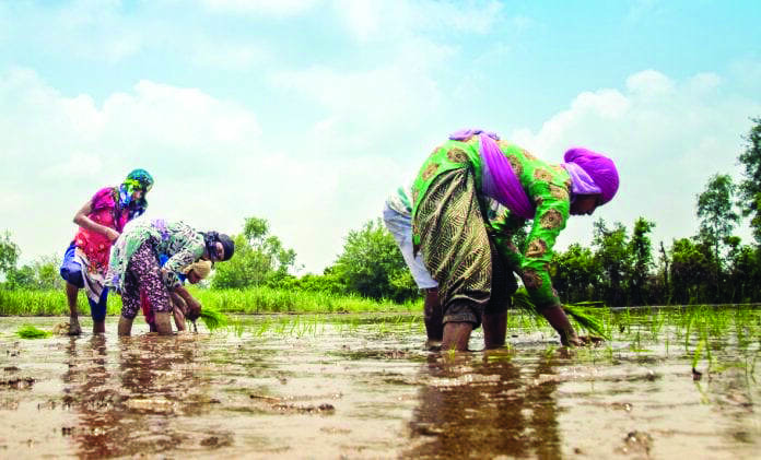 Centres paddy procurement up 12% at 170.53 lakh tonnes till Oct Centres paddy procurement up 12% at 170.53 lakh tonnes till Oct