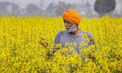 Govt to go ahead with field trial of GM mustard & defend it in SC Govt to go ahead with field trial of GM mustard & defend it in SC