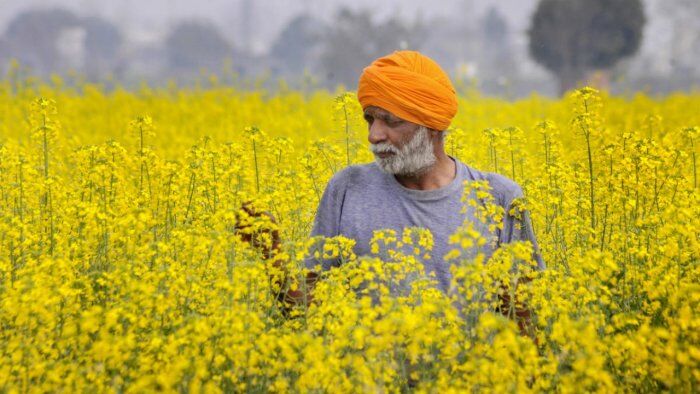 Govt to go ahead with field trial of GM mustard & defend it in SC