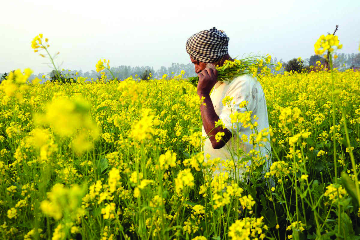 Opposition to GM crops based on unfounded fears: Centre to SC Opposition to GM crops based on unfounded fears: Centre to SC