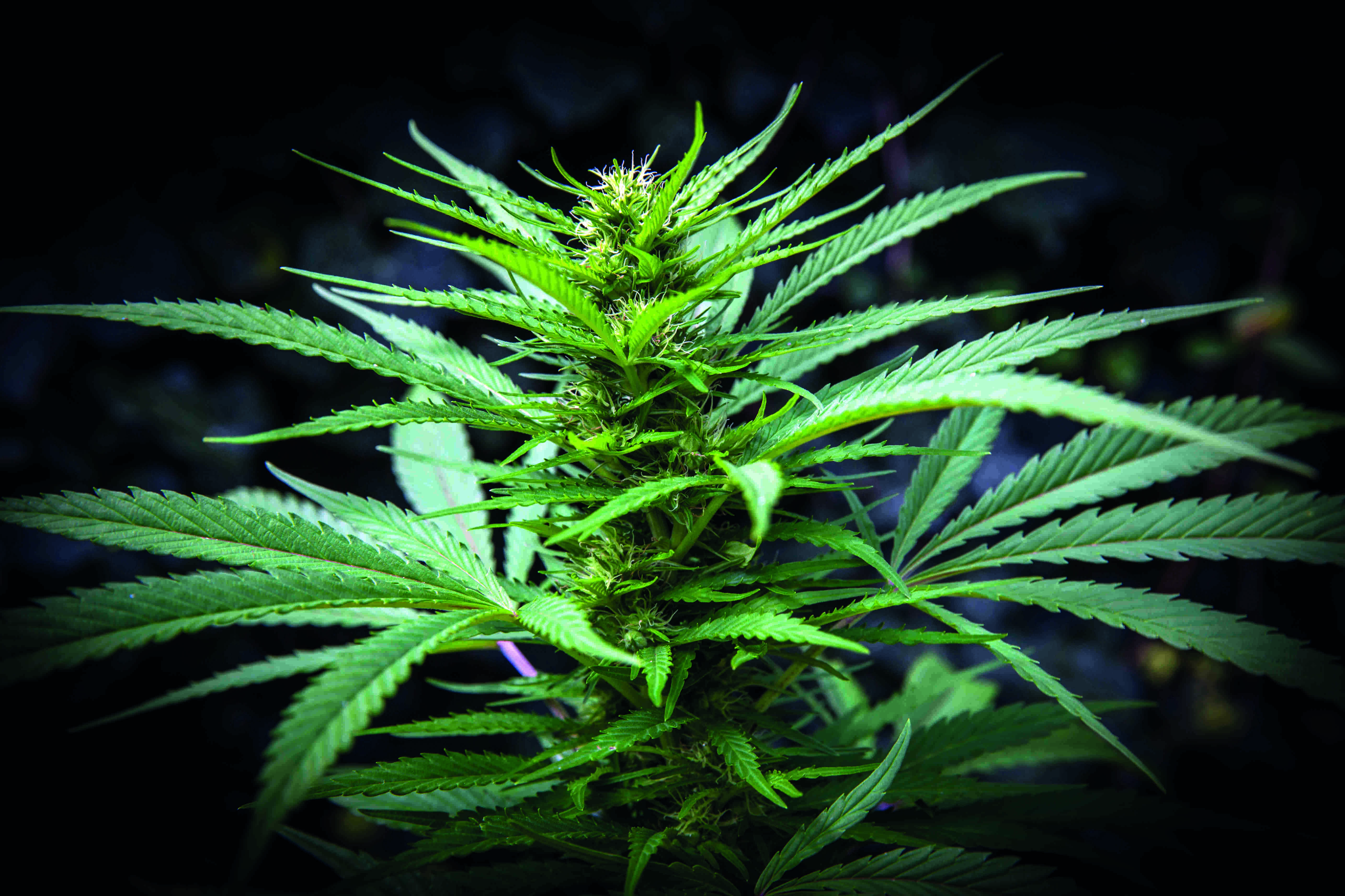 India tops in cannabis seizure in South Asia, says UN official India tops in cannabis seizure in South Asia, says UN official