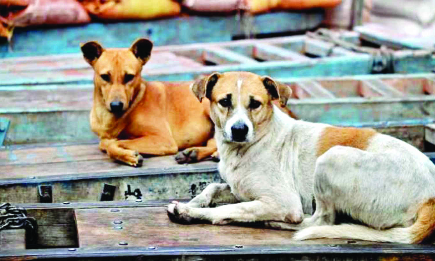 4 students held for beating pregnant dog to death