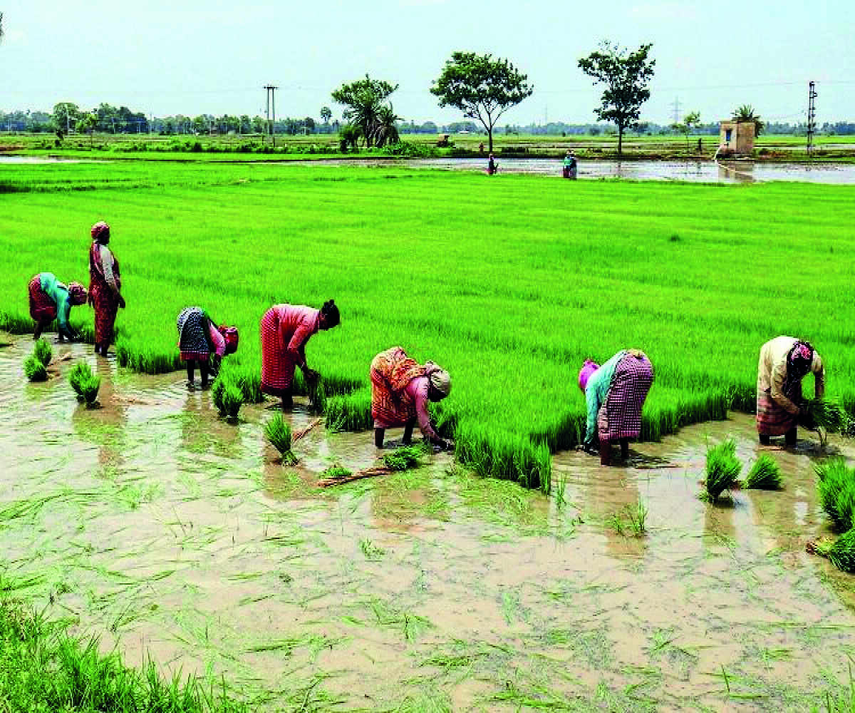 Interest subvention scheme for short-term crop loans to continue